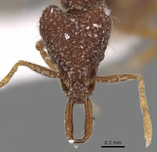 Strumigenys heteropha specimen