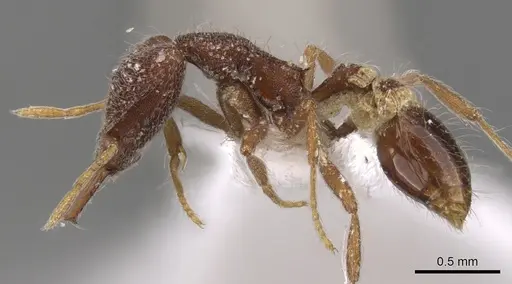 Strumigenys heteropha specimen