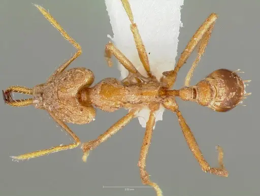 Strumigenys hilaris specimen