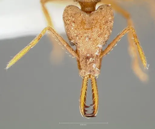 Strumigenys hilaris specimen