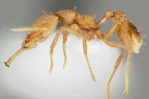 Strumigenys hilaris specimen