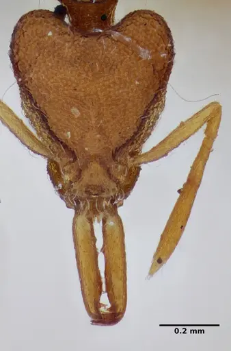 Strumigenys hindenburgi specimen