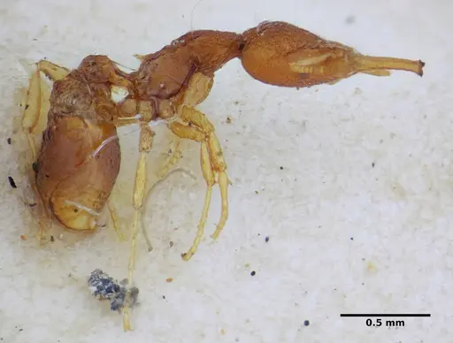 Strumigenys hindenburgi specimen