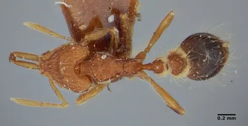 Strumigenys hindenburgi - ANTWEB1032502