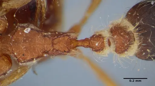 Strumigenys hindenburgi - ANTWEB1032502