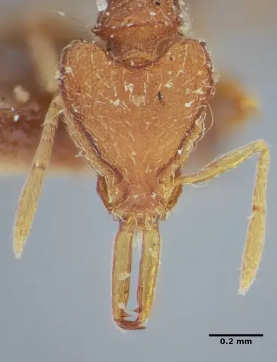 Strumigenys hindenburgi - ANTWEB1032502