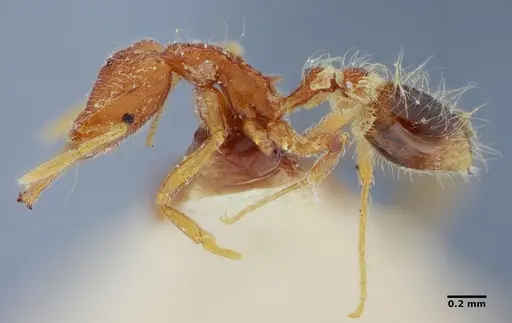 Strumigenys hindenburgi - ANTWEB1032502