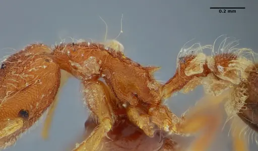 Strumigenys hindenburgi - ANTWEB1032502