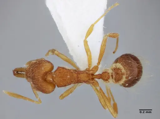 Strumigenys hindenburgi - ANTWEB1032537