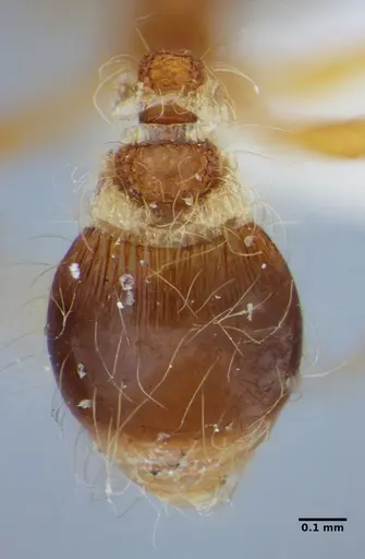 Strumigenys hindenburgi - ANTWEB1032537