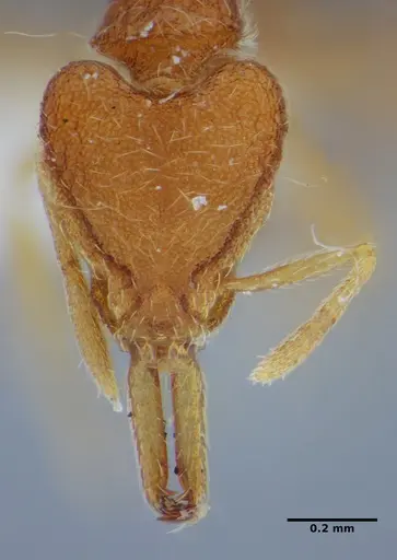 Strumigenys hindenburgi - ANTWEB1032537