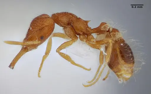 Strumigenys hindenburgi - ANTWEB1032537