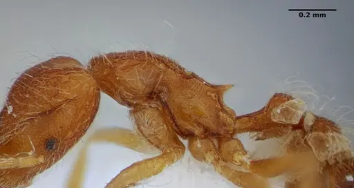 Strumigenys hindenburgi - ANTWEB1032537