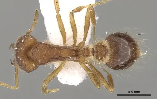 Strumigenys hindenburgi - CASENT0280724