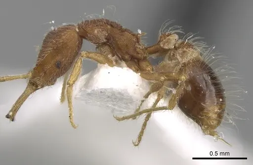 Strumigenys hindenburgi - CASENT0280724