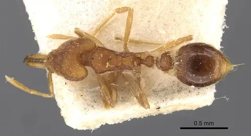 Strumigenys hindenburgi - CASENT0909324