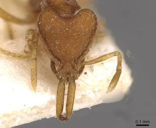 Strumigenys hindenburgi - CASENT0909324