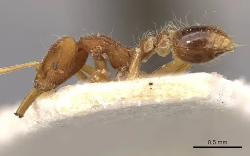 Strumigenys hindenburgi - CASENT0909324