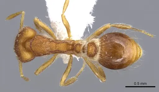 Strumigenys hindenburgi - CASENT0914739