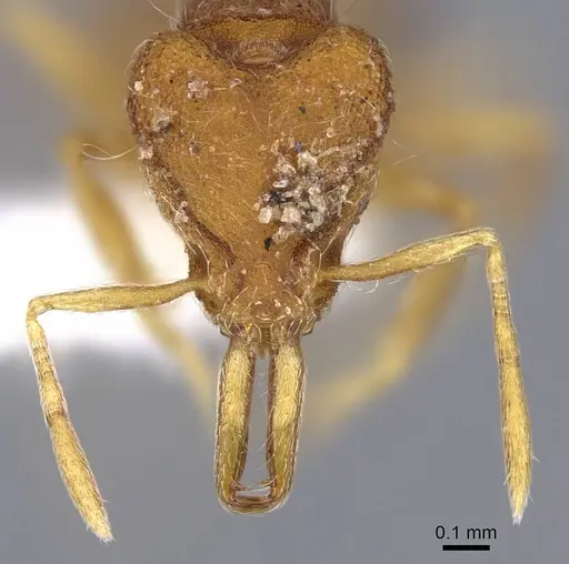 Strumigenys hindenburgi - CASENT0914739