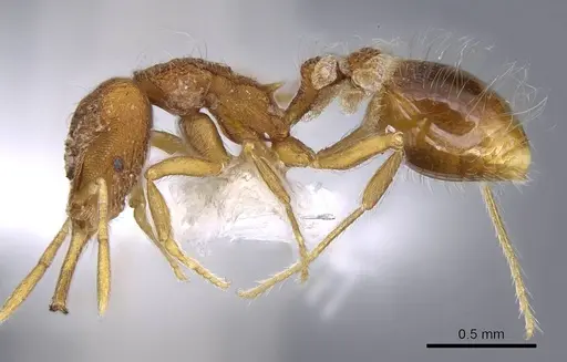 Strumigenys hindenburgi - CASENT0914739