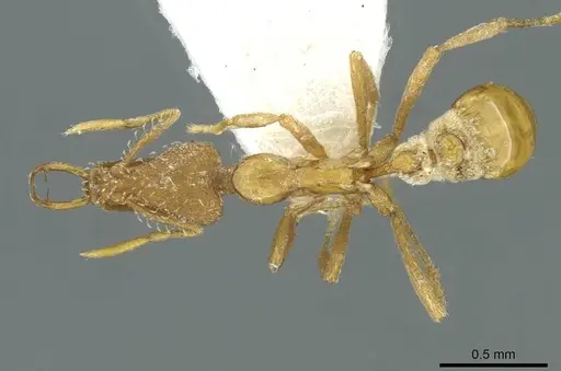 Strumigenys hindu specimen