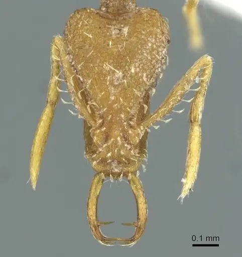 Strumigenys hindu specimen