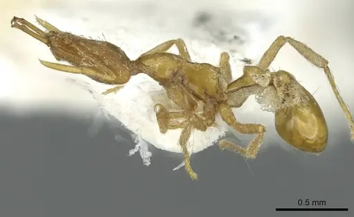 Strumigenys hindu specimen