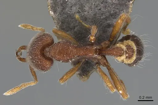 Strumigenys hirsuta specimen