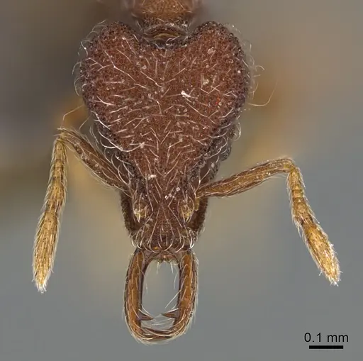 Strumigenys hirsuta specimen