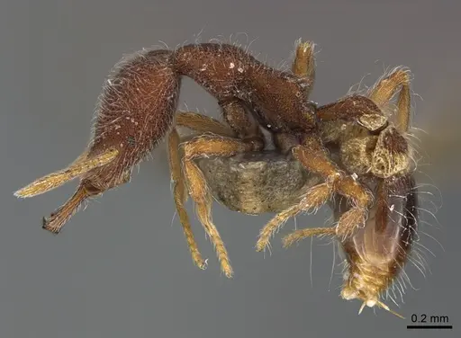 Strumigenys hirsuta specimen