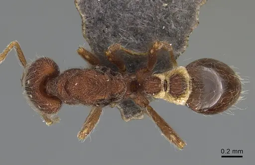 Strumigenys hirsuta - ANTWEB1009854