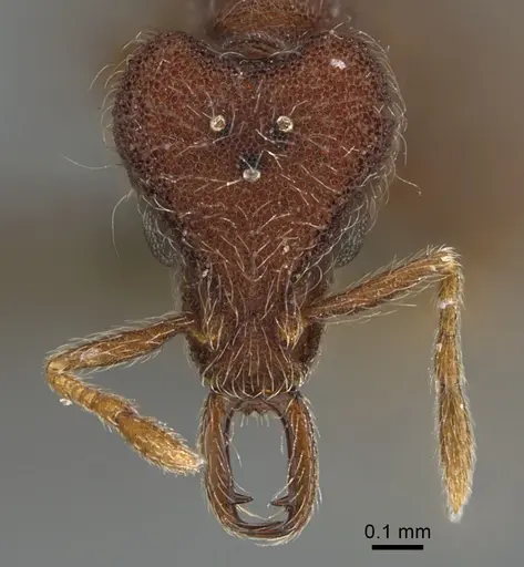 Strumigenys hirsuta - ANTWEB1009854