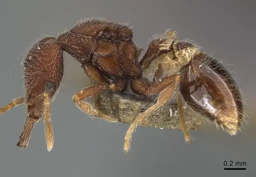 Strumigenys hirsuta - ANTWEB1009854