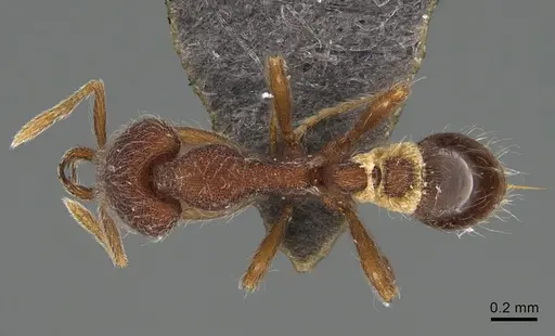 Strumigenys hirsuta - ANTWEB1009855