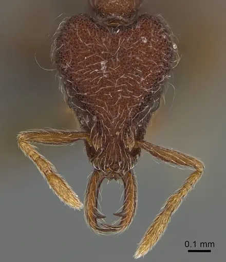 Strumigenys hirsuta - ANTWEB1009855