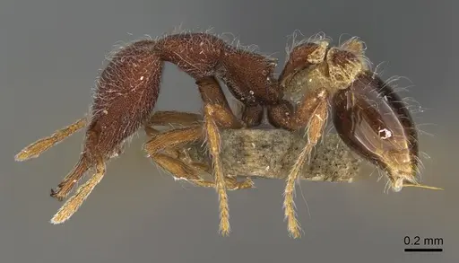 Strumigenys hirsuta - ANTWEB1009855