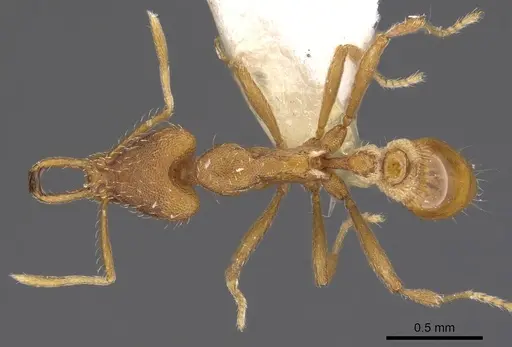 Strumigenys hispida specimen