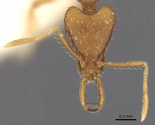 Strumigenys hispida specimen