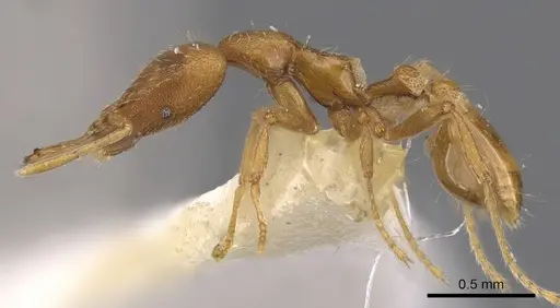 Strumigenys hispida specimen