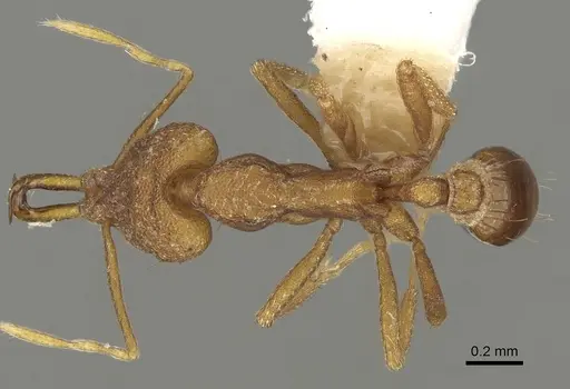 Strumigenys hoplites specimen