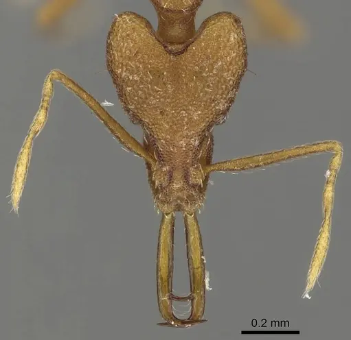 Strumigenys hoplites specimen