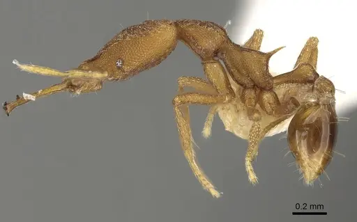 Strumigenys hoplites specimen