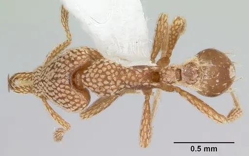 Strumigenys horvathi specimen