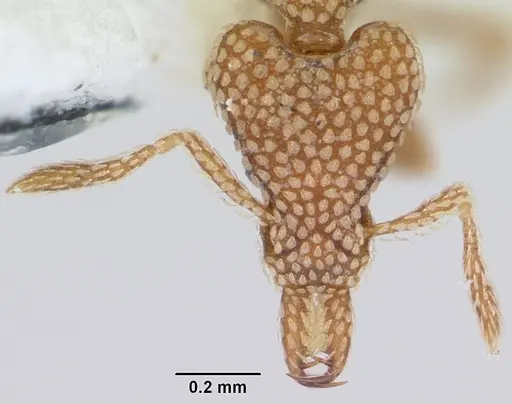 Strumigenys horvathi specimen