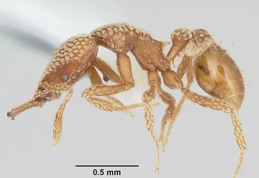 Strumigenys horvathi specimen