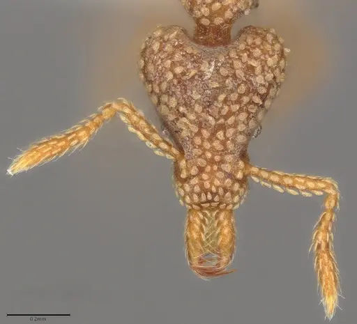 Strumigenys horvathi - CASENT0435043