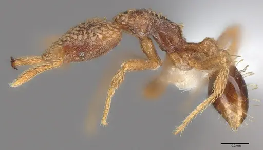 Strumigenys horvathi - CASENT0435043