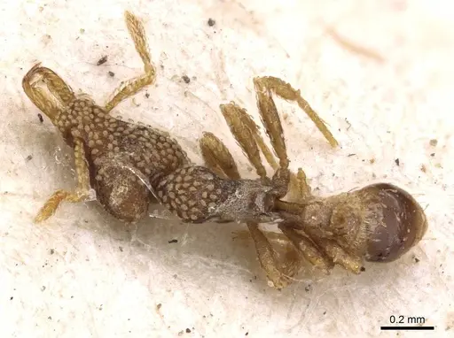 Strumigenys horvathi - CASENT0909314