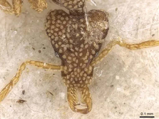 Strumigenys horvathi - CASENT0909314